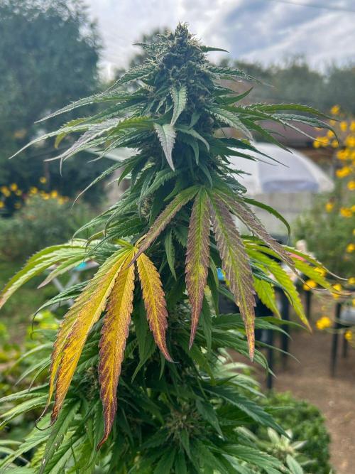 Fast Flowering Mix Fastbuds - 2026. Week 17