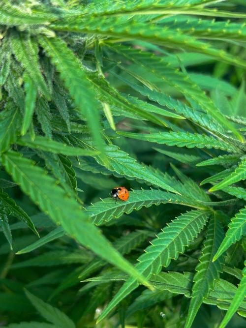 Fast Flowering Mix Fastbuds - 2026. Week 17 - Be my guest buddy !