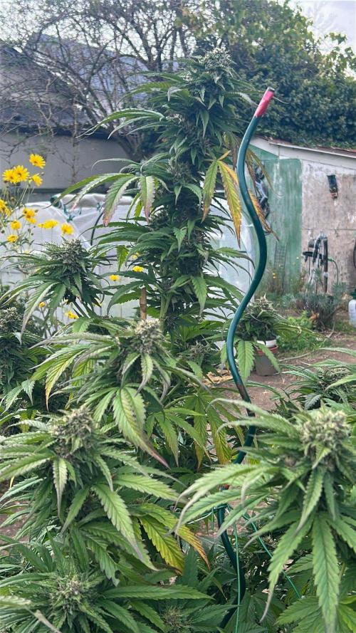 Fast Flowering Mix Fastbuds - 2026. Week 17 - Pheno #2 Purple Lemonade