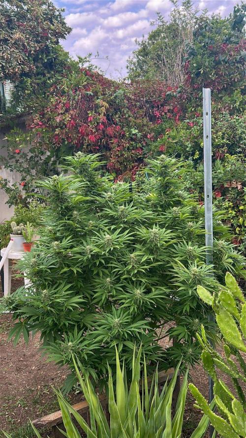 Fast Flowering Mix Fastbuds - 2026. Week 17 - Pheno #4