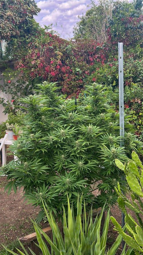 Fast Flowering Mix Fastbuds - 2026. Week 17