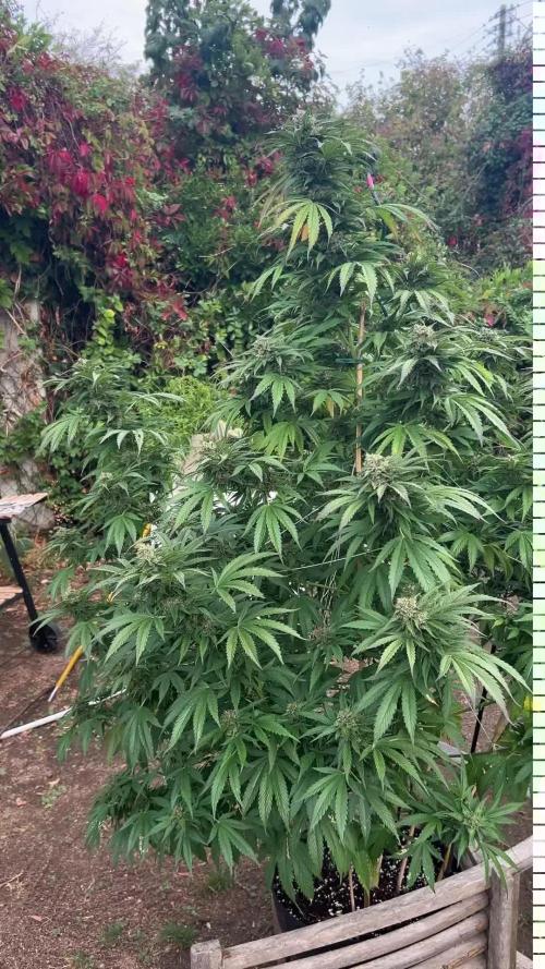 Fast Flowering Mix Fastbuds - 2026