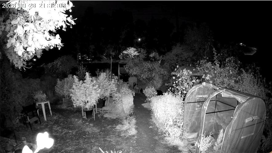 Fast Flowering Mix Fastbuds - 2026. Week 17 - At night, under solar a 5G webcam supervision. Best tool i've bought this year !
