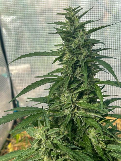Fast Flowering Mix Fastbuds - 2026. Week 17 - Orange Sherbert clone