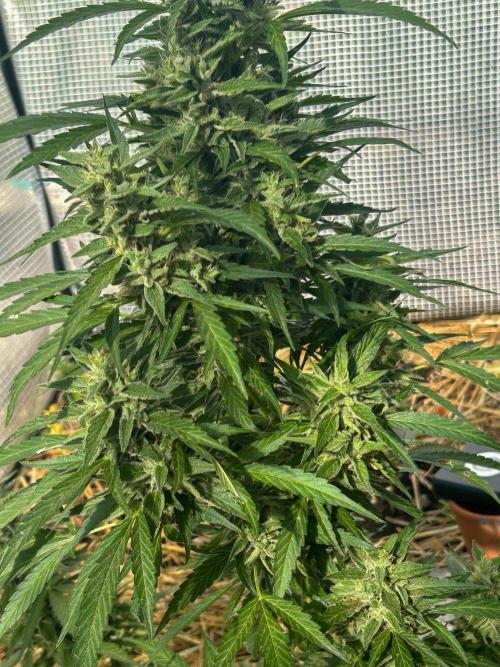 Fast Flowering Mix Fastbuds - 2026. Week 17 - Orange Sherbert clone