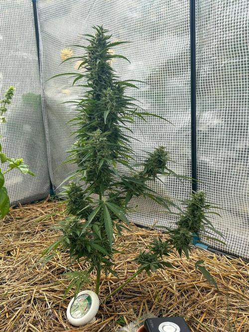 Fast Flowering Mix Fastbuds - 2026. Week 17 - Orange Sherbert clone