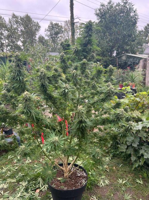 Fast Flowering Mix Fastbuds - 2026. Week 18