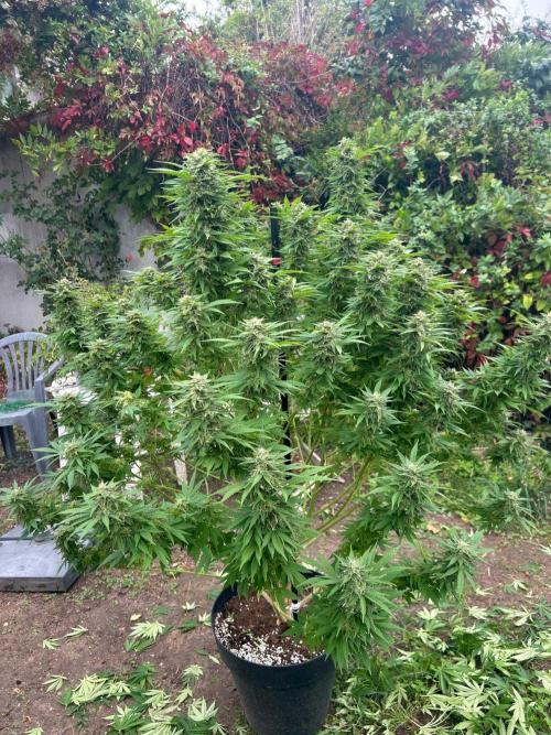 Fast Flowering Mix Fastbuds - 2026. Week 18