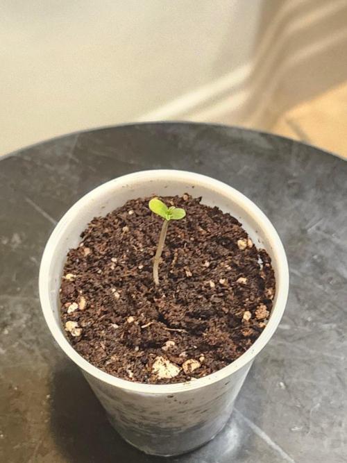 Lemon Cherry Cookies Auto. Week 0