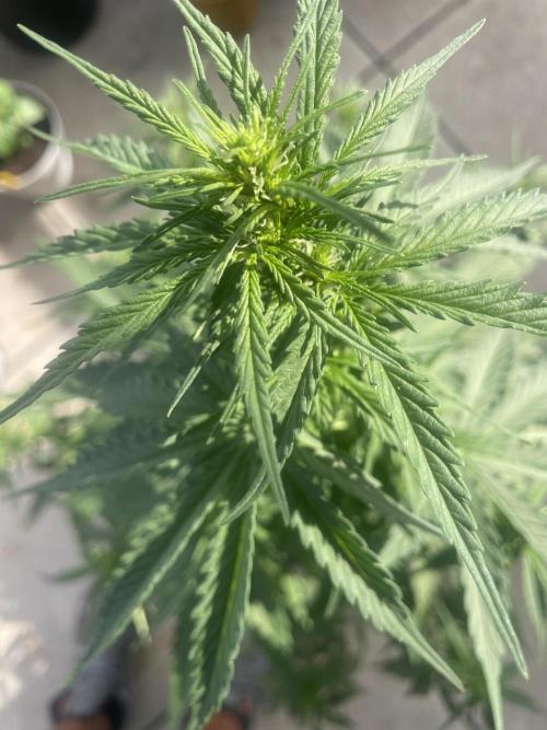 Black Diamond Automatic. Week 5