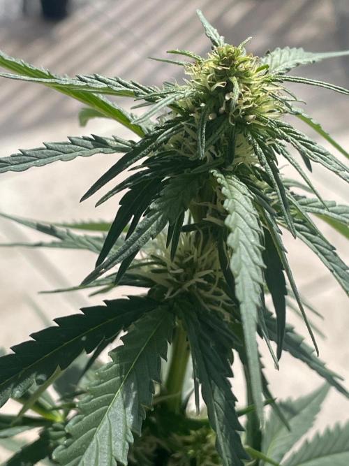 Black Diamond Automatic. Week 6