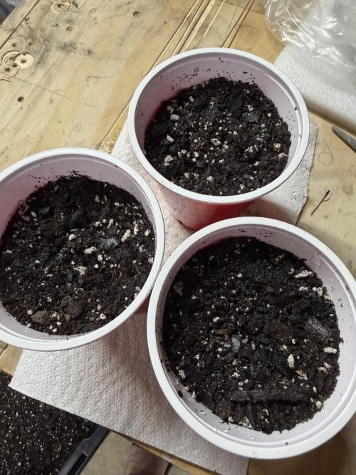 Girl Scout Cookies by Barney's Farm. Week 0 - Day 3