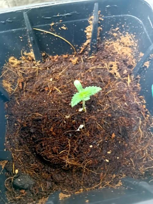 AK 2.0. Week 0