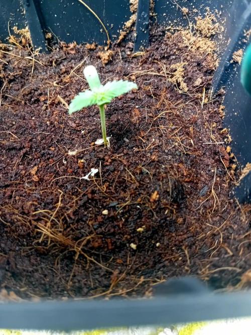 AK 2.0. Week 0