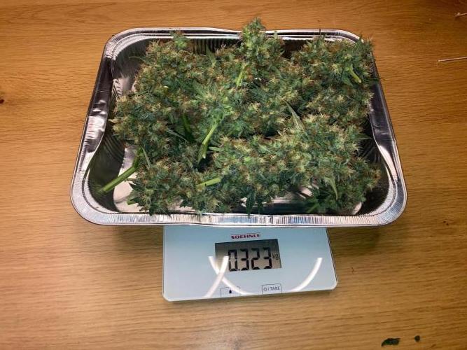 Sensi Seeds Alpine Delight CBD Auto. Week 12