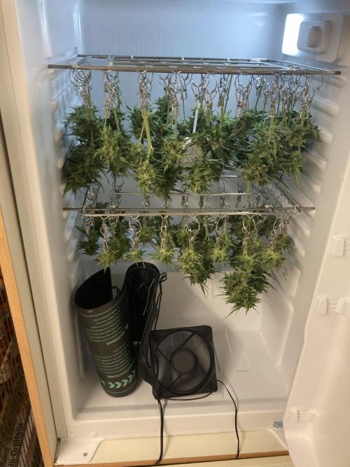 RQS White Widow Auto / semisun grown. Week 11 - 1 Plant dries in the fridge.