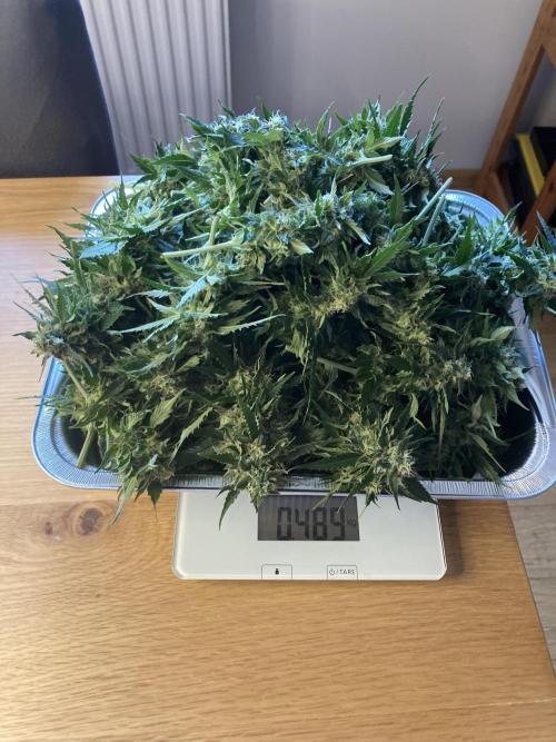 RQS White Widow Auto / semisun grown. Week 11 - Plant #1