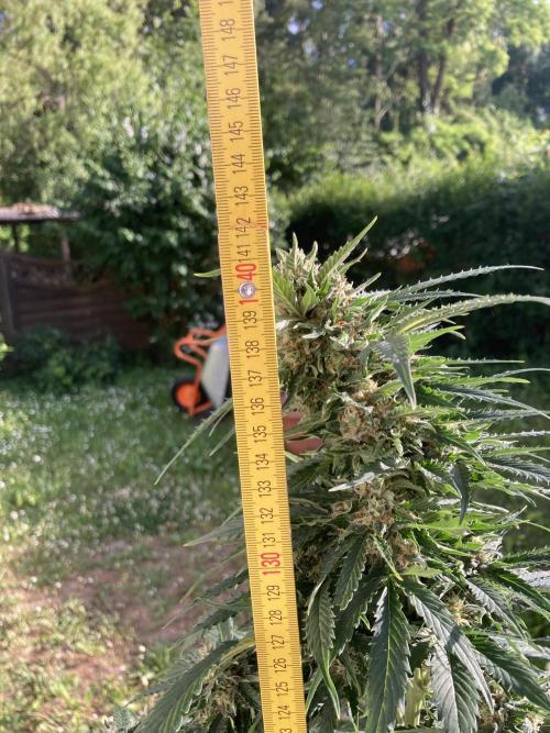 RQS White Widow Auto / semisun grown. Week 11
