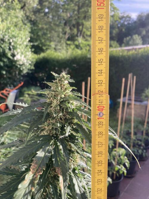 RQS White Widow Auto / semisun grown. Week 11