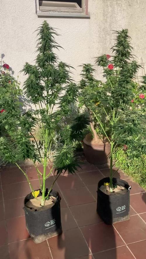 RQS White Widow Auto / semisun grown