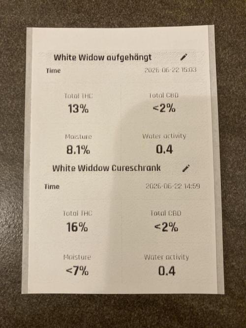 RQS White Widow Auto / semisun grown. Week 11