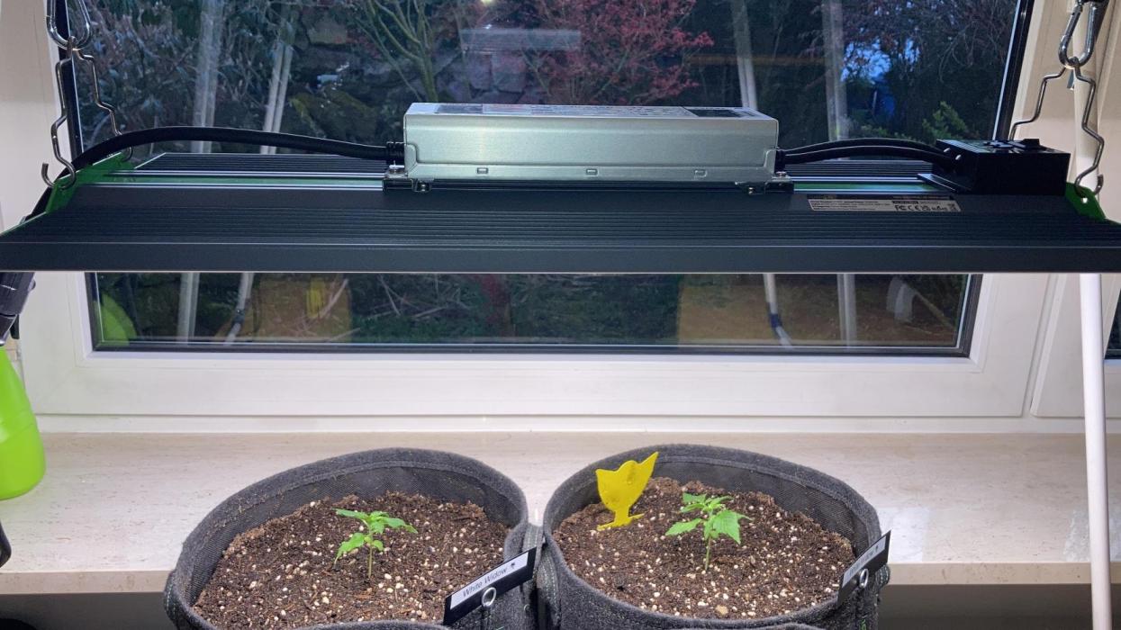 RQS White Widow Auto / semisun grown. Week 1