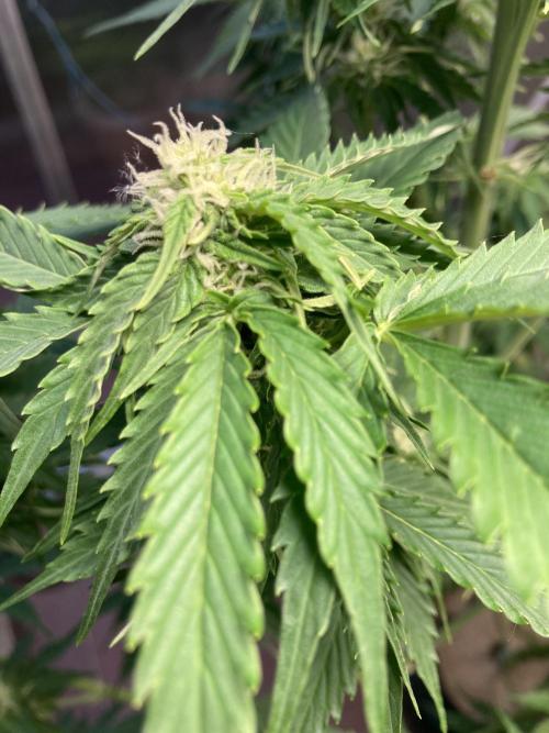 White Widow. Week 10