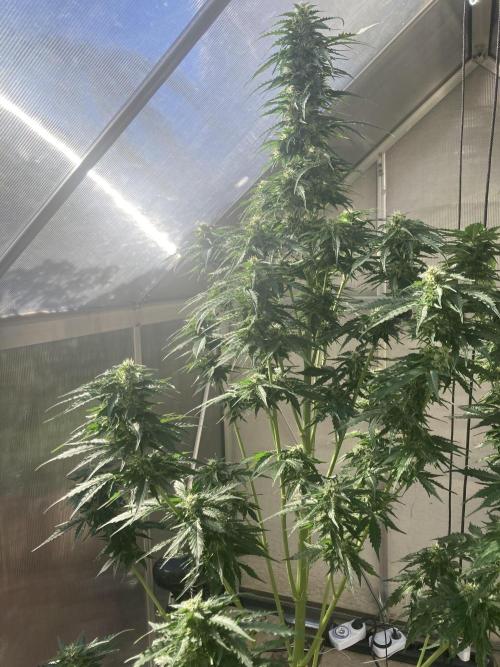 RQS White Widow Auto / semisun grown. Week 10