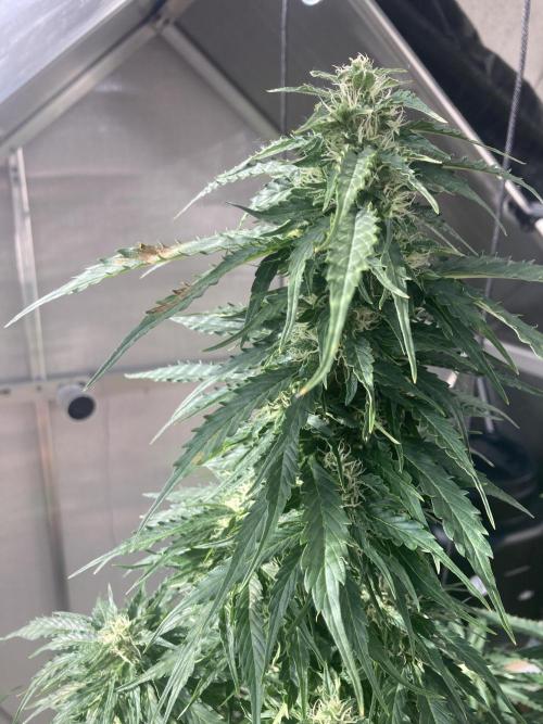 RQS White Widow Auto / semisun grown. Week 10