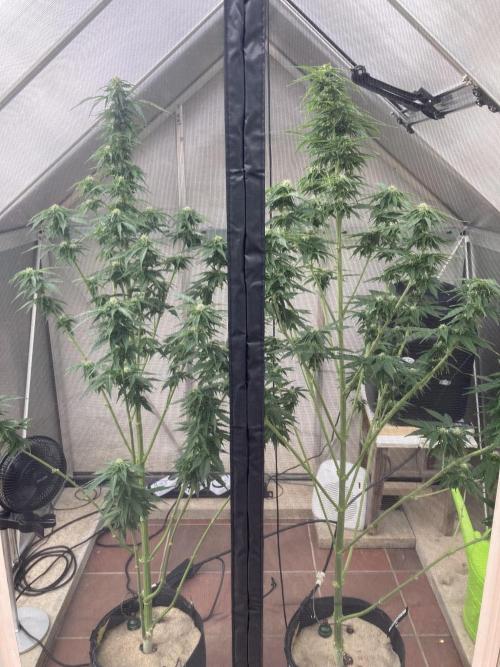 RQS White Widow Auto / semisun grown. Week 10