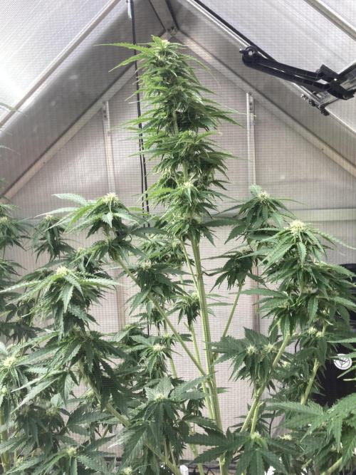 RQS White Widow Auto / semisun grown. Week 10