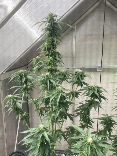 RQS White Widow Auto / semisun grown. Week 10