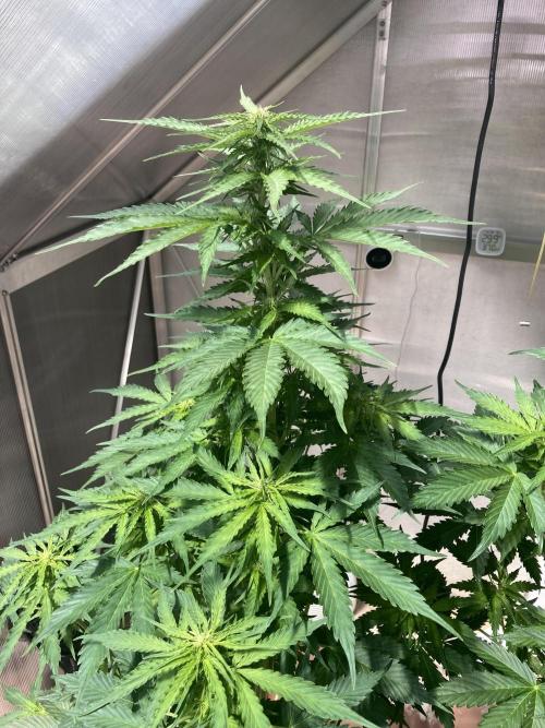 RQS White Widow Auto / semisun grown. Week 5