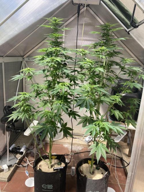 RQS White Widow Auto / semisun grown. Week 5
