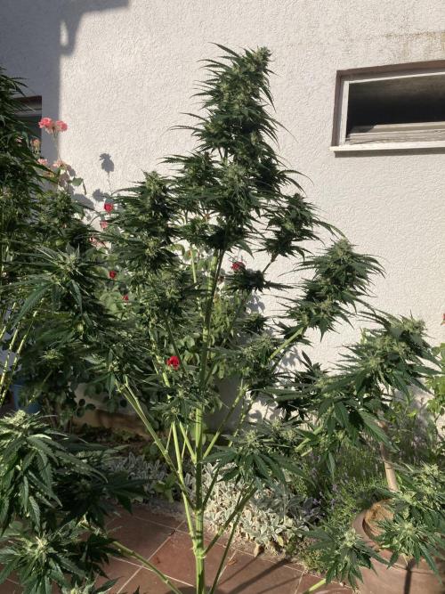 RQS White Widow Auto / semisun grown. Week 11