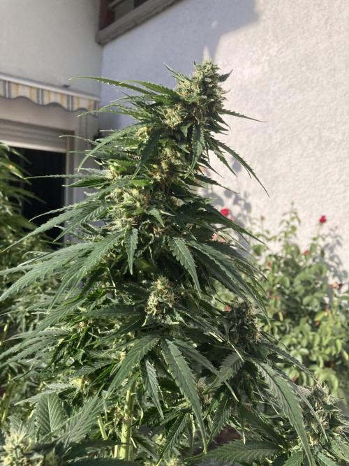 RQS White Widow Auto / semisun grown. Week 11