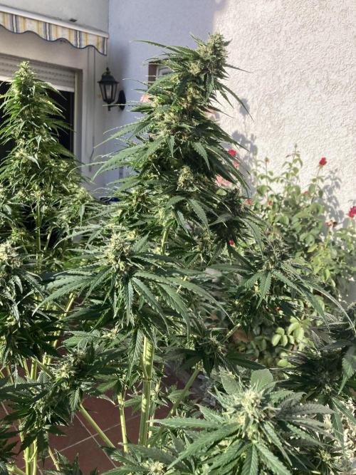 RQS White Widow Auto / semisun grown. Week 11
