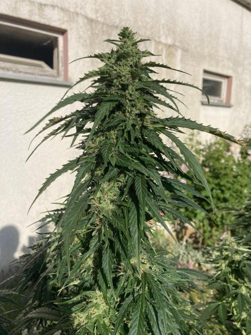 RQS White Widow Auto / semisun grown. Week 11