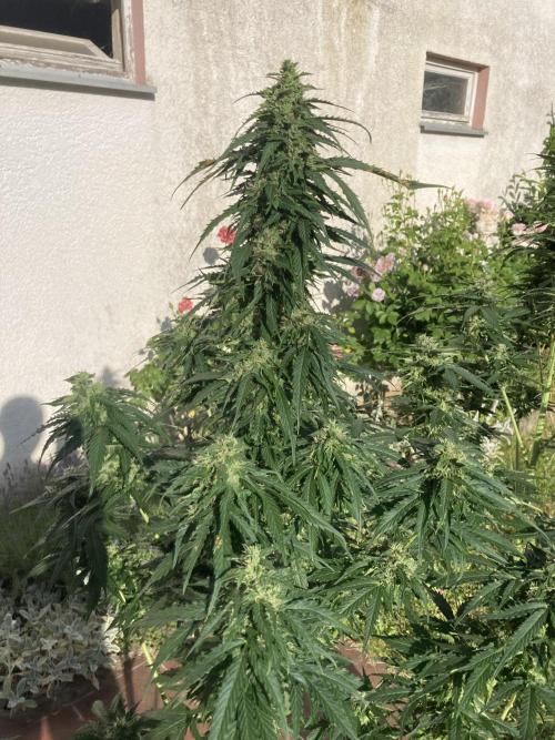 RQS White Widow Auto / semisun grown. Week 11