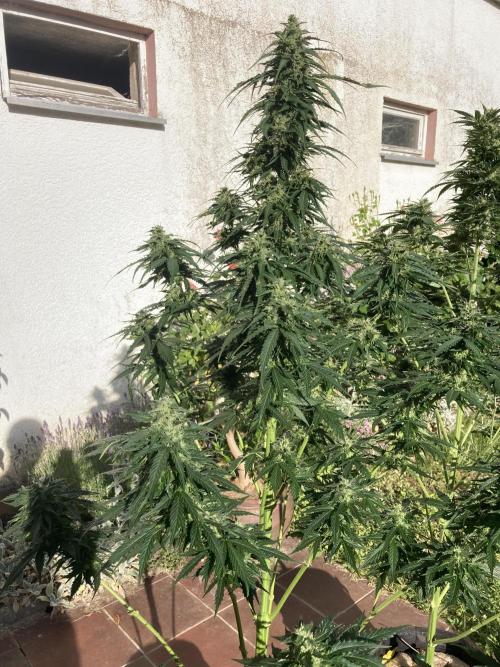 RQS White Widow Auto / semisun grown. Week 11