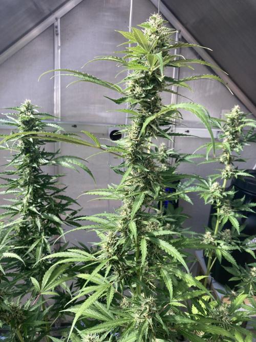 Alpine Delight CBD. Week 5