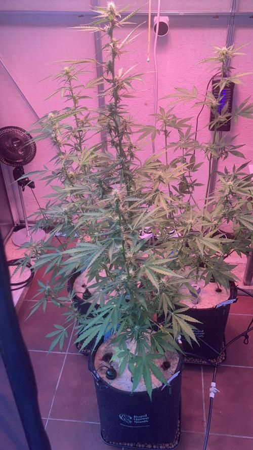 Alpine Delight CBD. Week 5