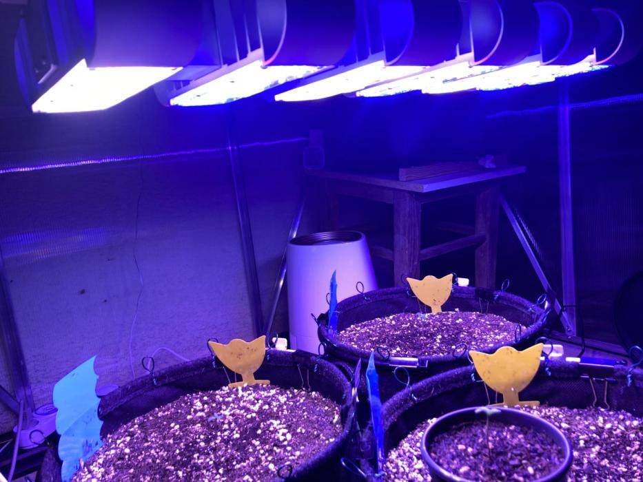 Sensi Seeds Alpine Delight CBD Auto. Week 1