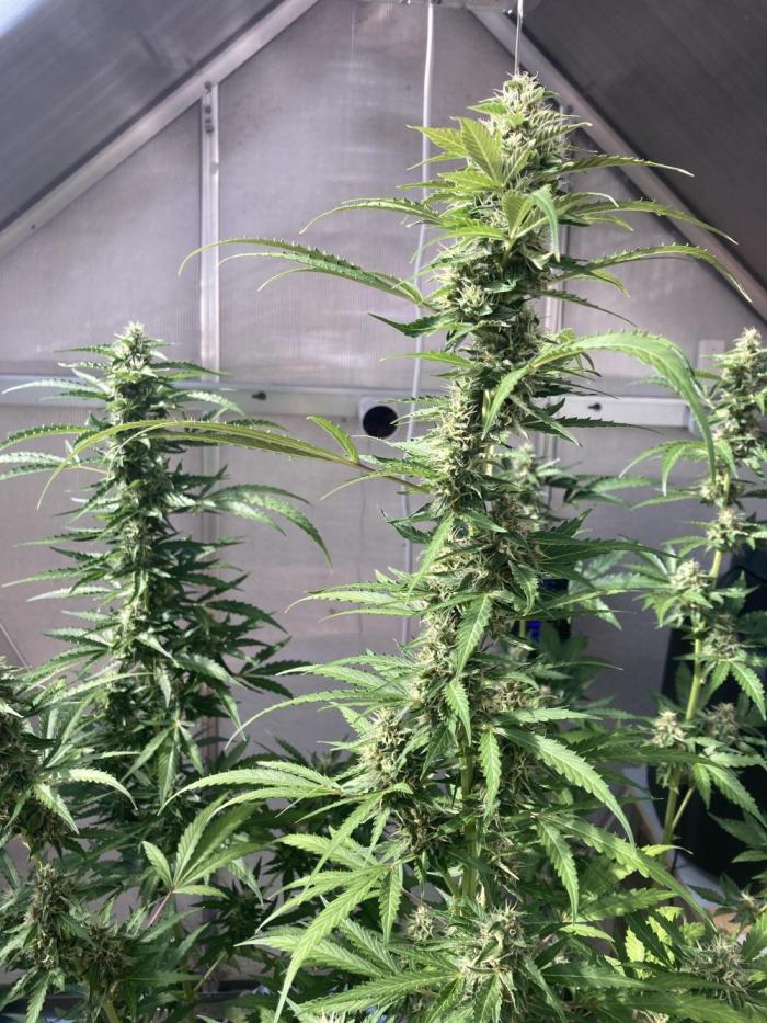 Sensi Seeds Alpine Delight CBD Auto. Week 8