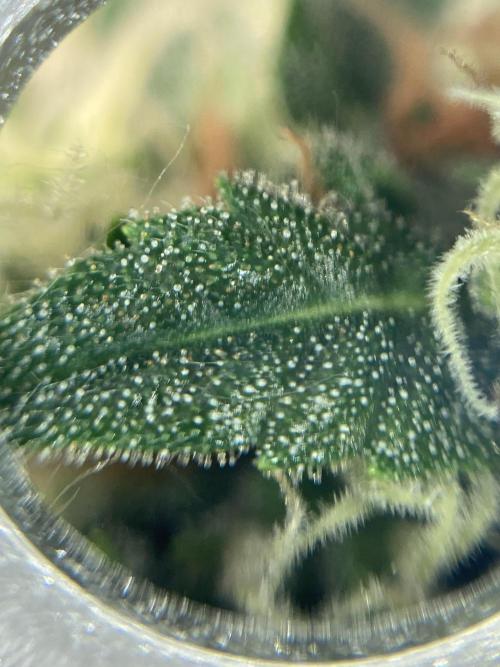 RQS White Widow Auto / semisun grown. Week 11