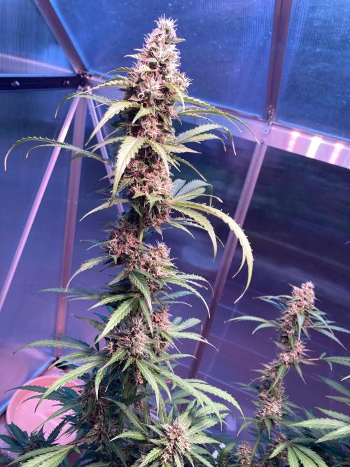 Sensi Seeds Alpine Delight CBD Auto. Week 9