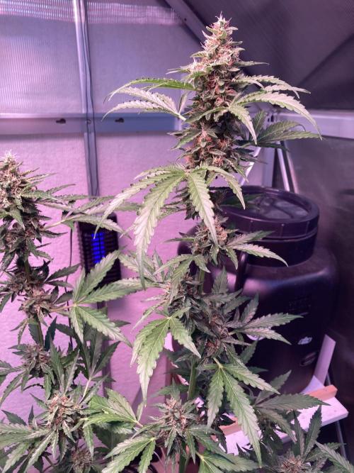 Sensi Seeds Alpine Delight CBD Auto. Week 9