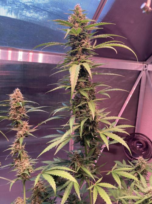 Sensi Seeds Alpine Delight CBD Auto. Week 9