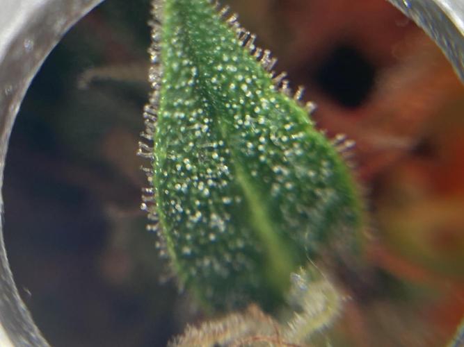 Sensi Seeds Alpine Delight CBD Auto. Week 9