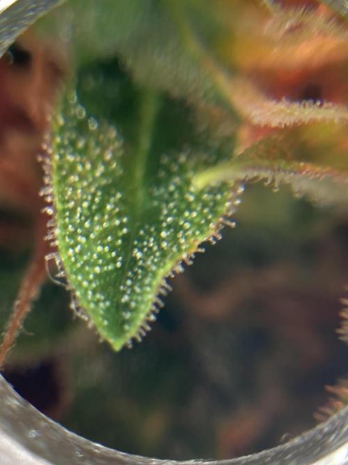 Sensi Seeds Alpine Delight CBD Auto. Week 9